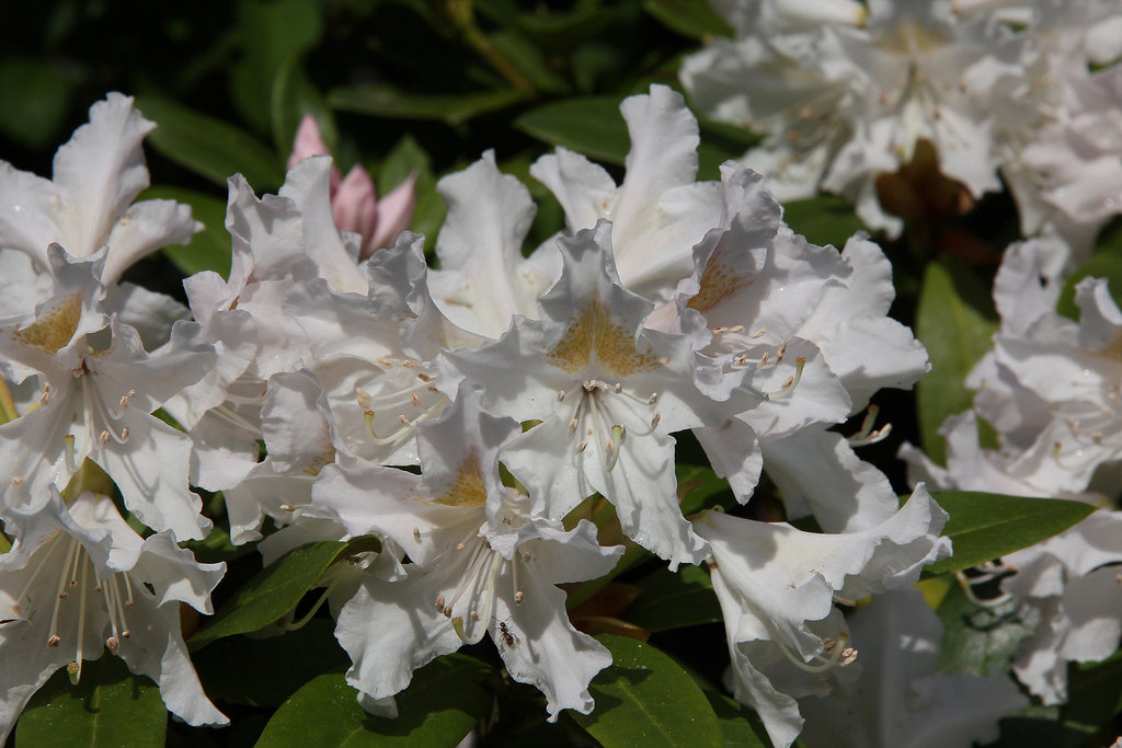 Rhododendronblüte