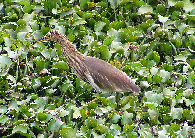 Water bird