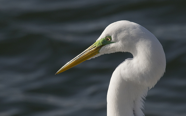 Egret portrait