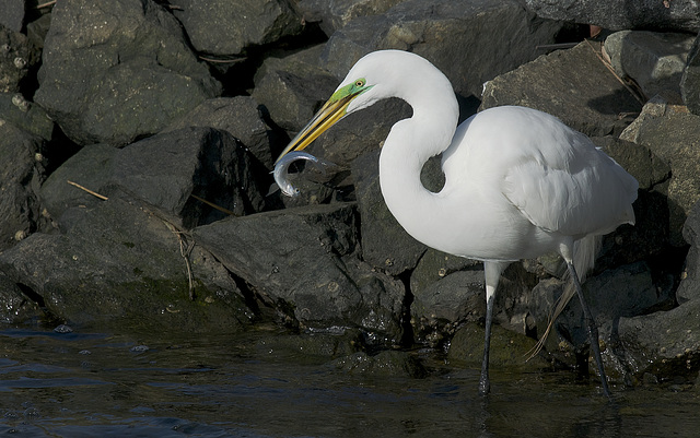 Egret fishing