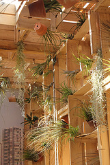 Tillandsias- Lucy in the Sky