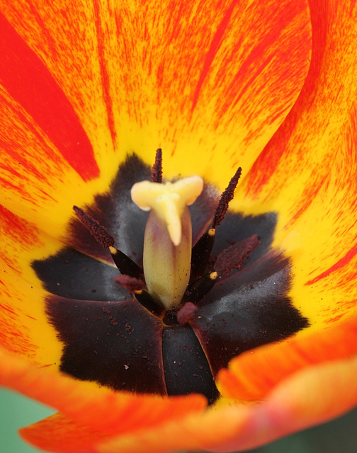 coeur de tulipe