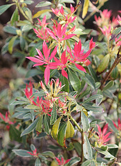 Pieris japonica