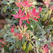 Pieris japonica