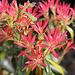 Pieris japonica en flamme