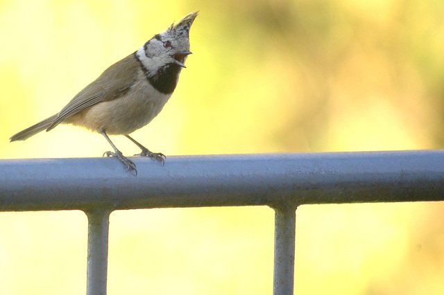 Haubenmeise - mésange huppée - crested tit