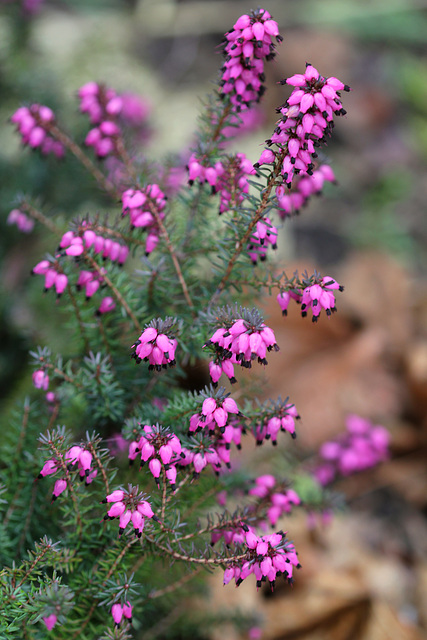 Erica carnea hybride