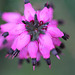 Erica carnea hybride