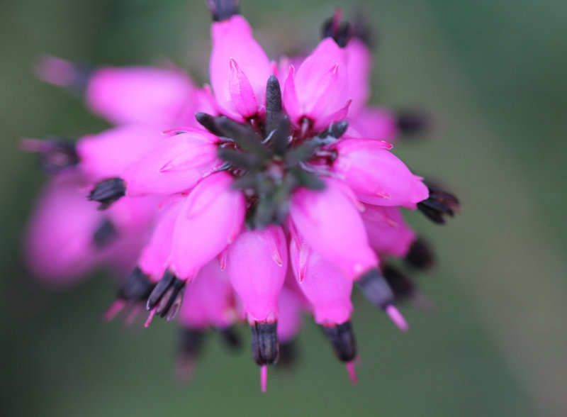 Erica carnea hybride