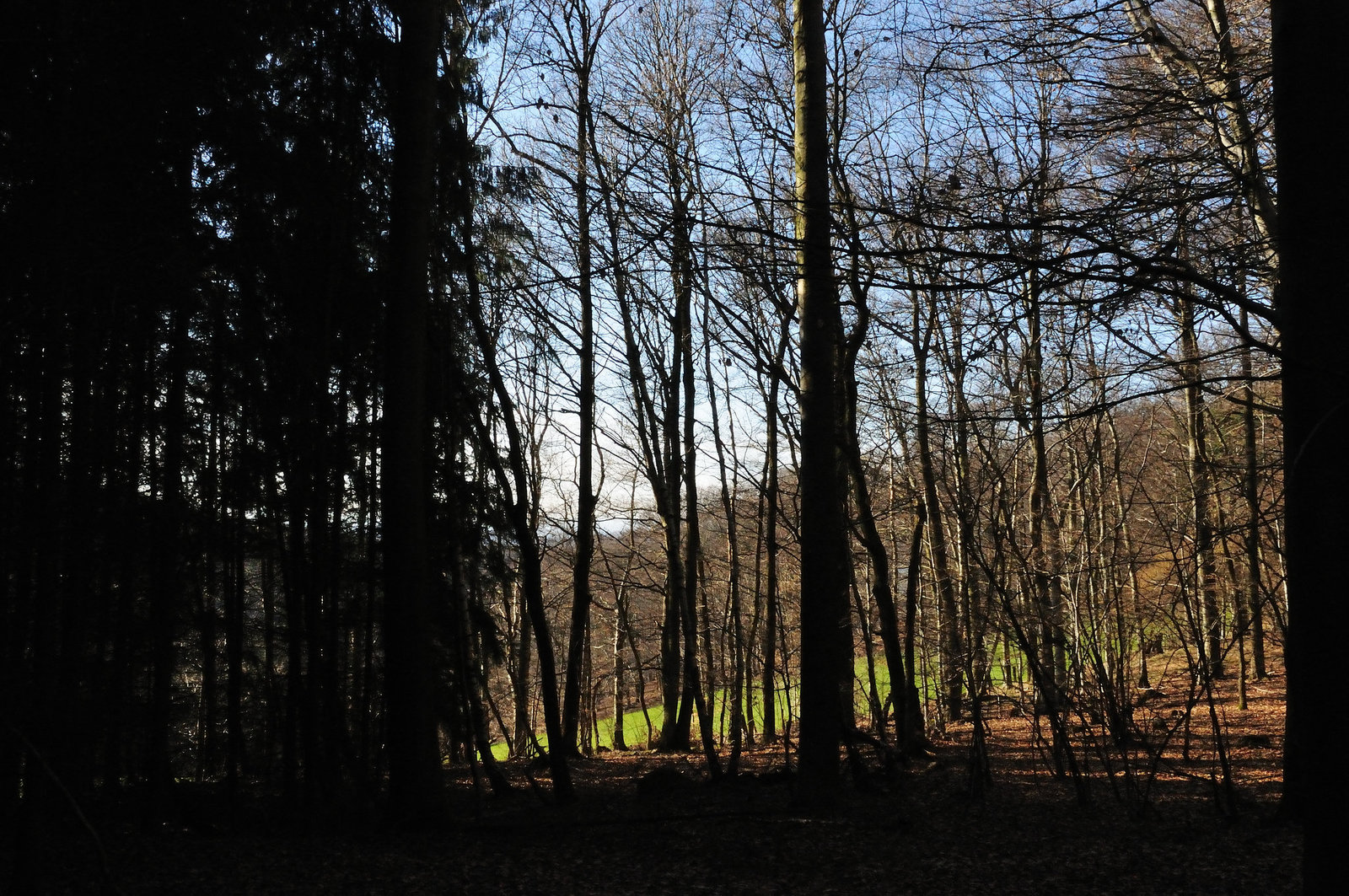 Durch den Wald