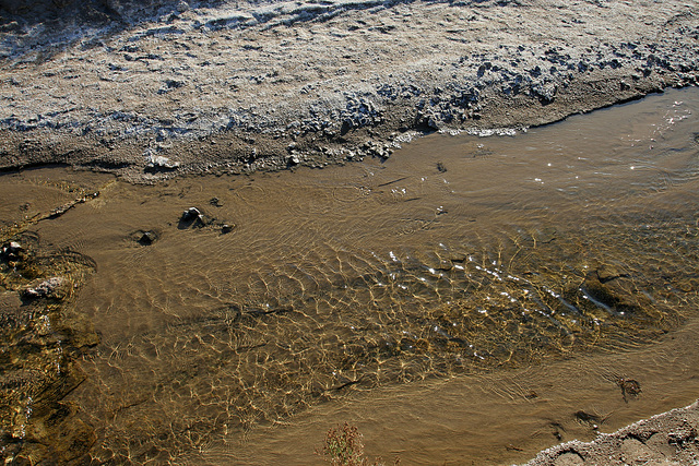 Death Valley Salt Creek With Pupfish (9673)