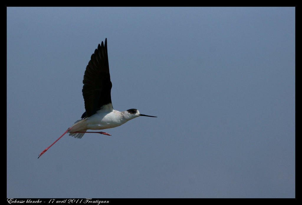 Echasse blanche DSC6826