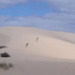 emus running up the sand dunes