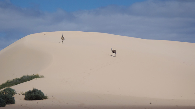 emus running up the sand dunes