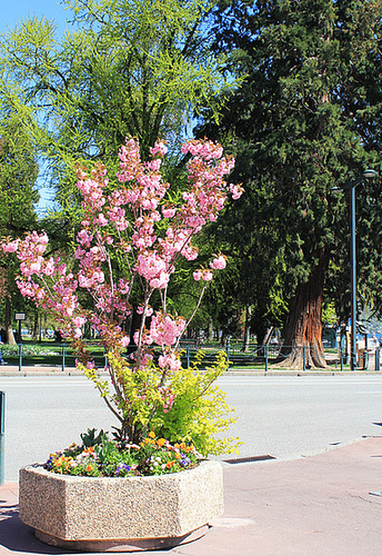 Frühling in Annecy