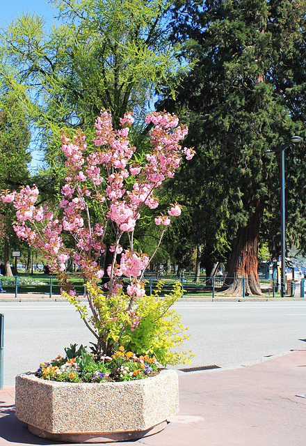 Frühling in Annecy