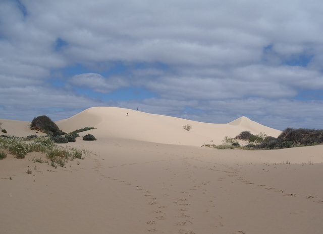 emus running up the sand dunes