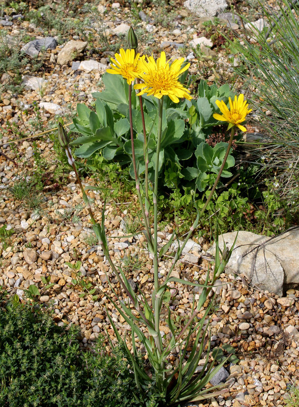 Tragopogon