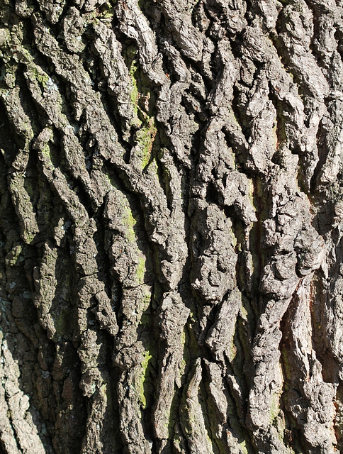 Ecorce L - Quercus Pedonculata