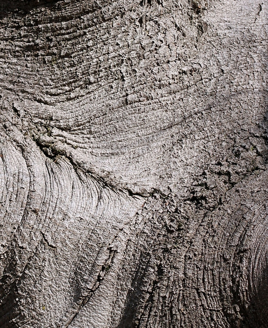Ecorce J- Fagus Sylvatica