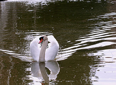 Cygne tuberculé