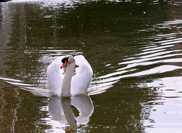 Cygne tuberculé