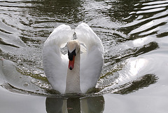 Cygne tuberculé