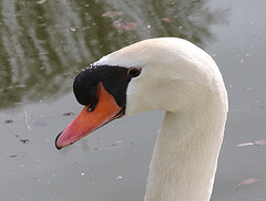 Cygne tuberculé