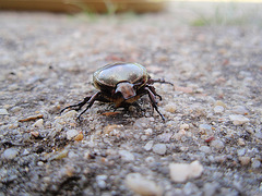 insecte de face P5171836