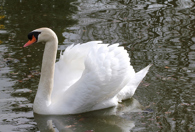 Cygne tuberculé