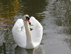 Cygne tuberculé