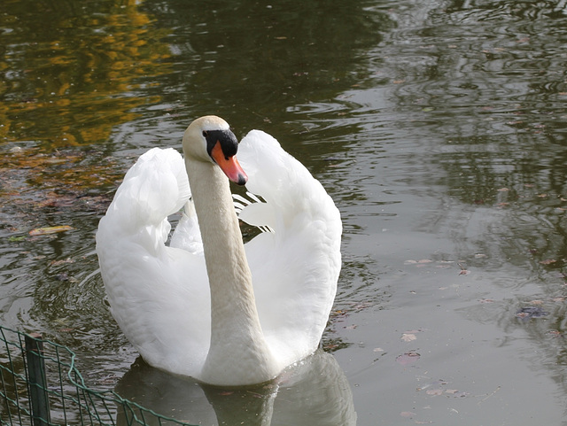 Cygne tuberculé