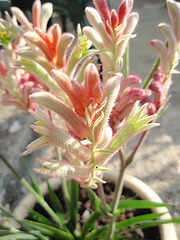 anigozanthos P5201855