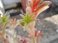 anigozanthos P5201856