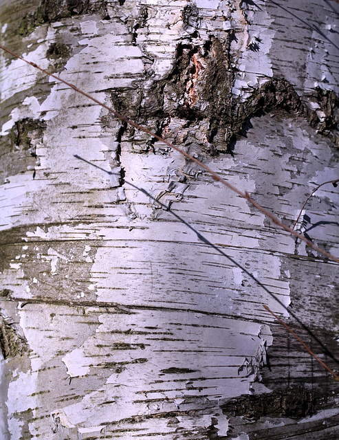 Ecorce E- Betula alba