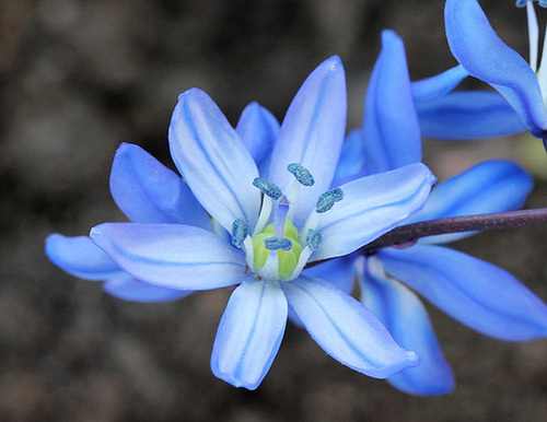 Scilla sibirica