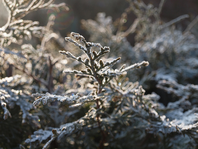 im Morgensonnenlicht