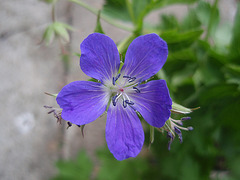 géranium sylvaticum 'mayflower' P4171164