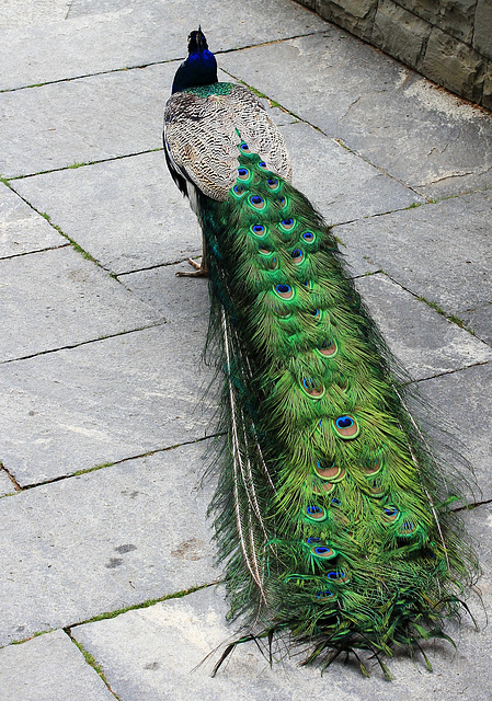 Pfau auf Mainau