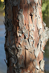 Calocedrus decurrens ( Libocedrus  )