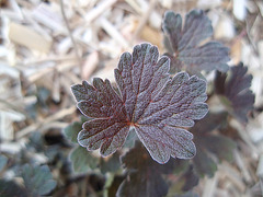 geranium x oxonianum 'sanne' P4201220