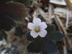 geranium x oxonianum 'sanne' P4201221