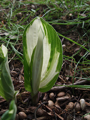 hosta 2 P4171195