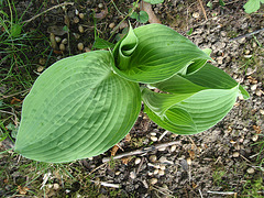 hosta 3 P4171196