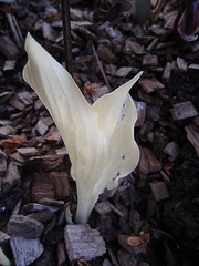hosta 'white feather' P4171192