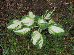 hosta P5201871