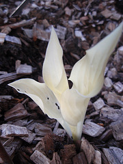 hosta 'white feather' P4171193