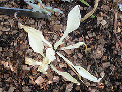 hosta P5201872