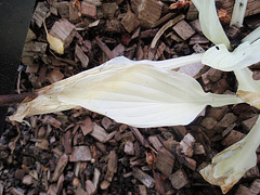 hosta P5201873