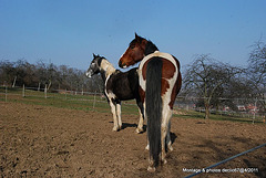 Cheval mon ami